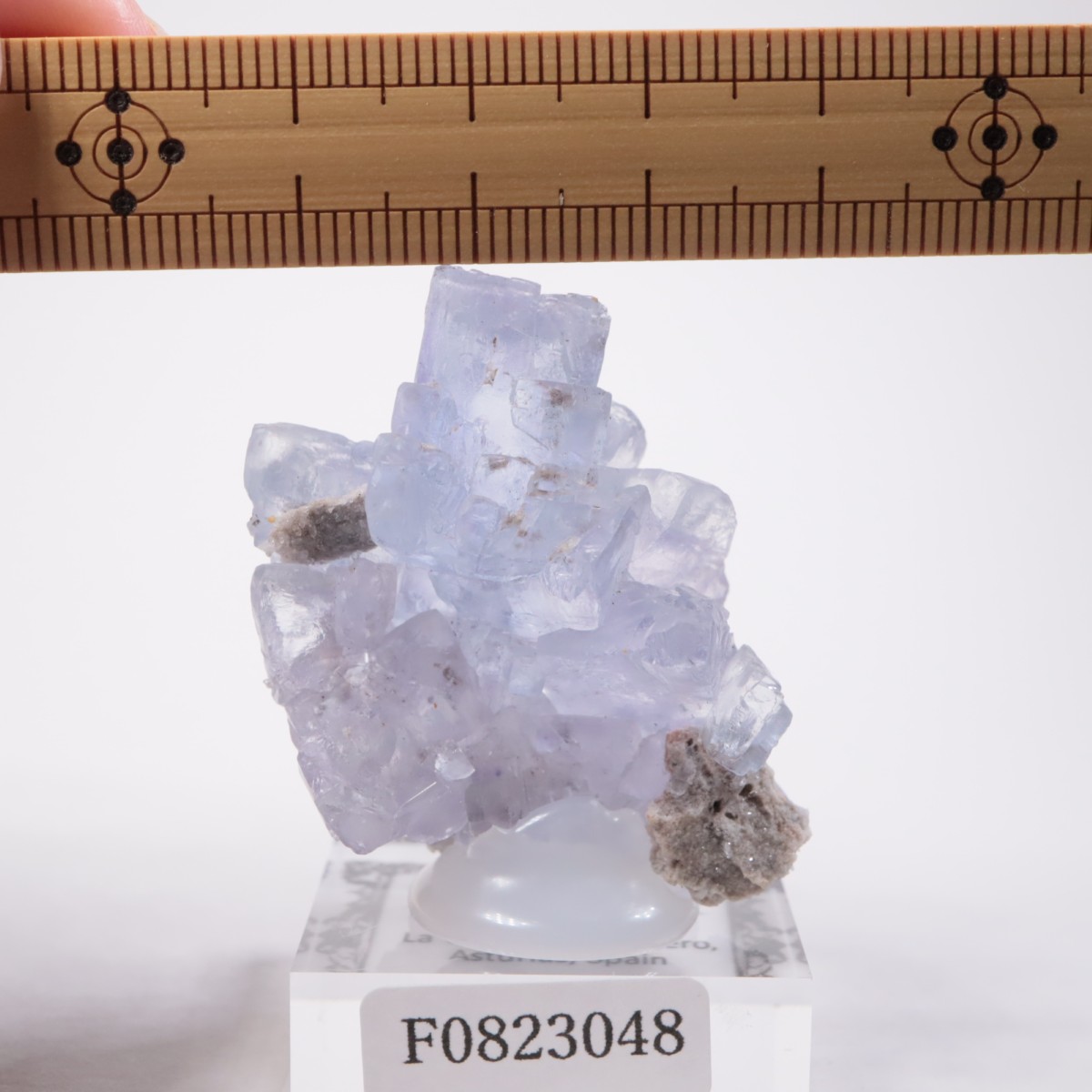 La Viesca�ۻ� �ե����饤��