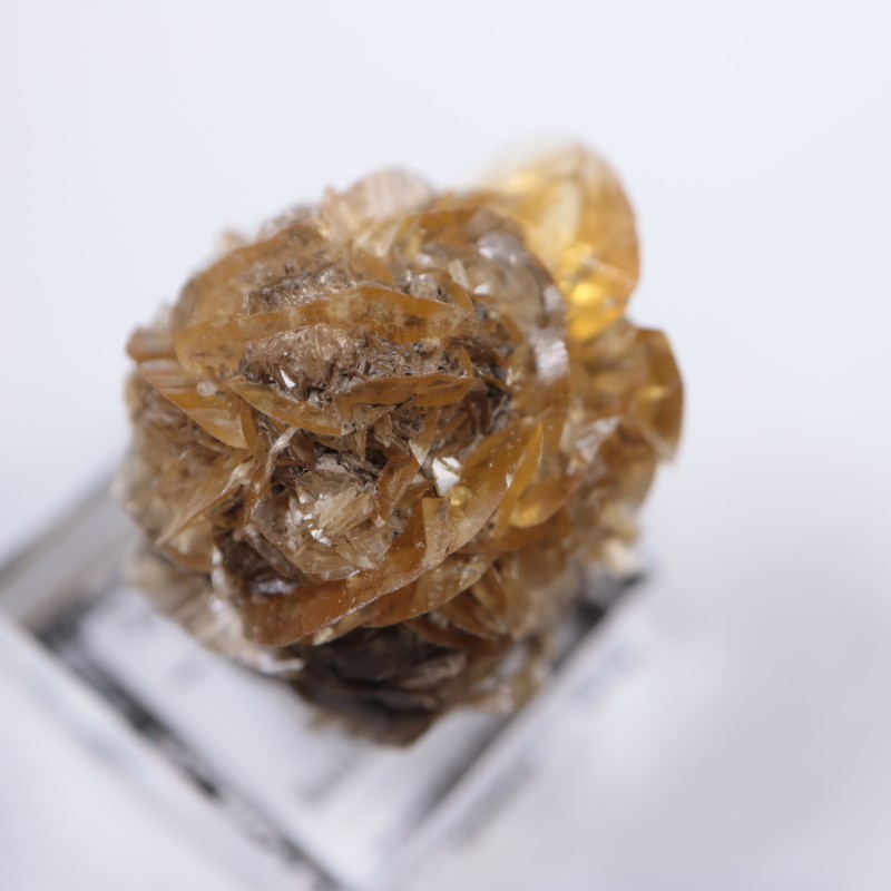 蝶の標本　熱帯の宝石(珍珍) 蝶の標本。額。美品。「世界最大蛾」、蛇頭額。平成時代。自家