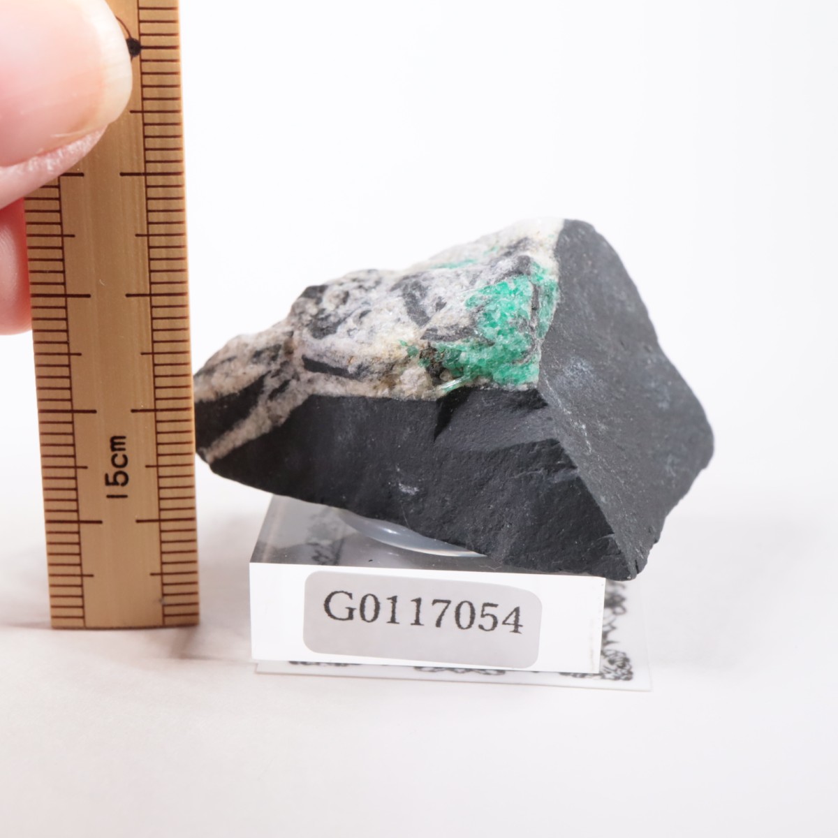 ������ӥ��� �������