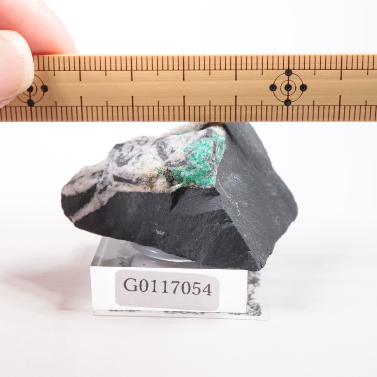 ������ӥ��� �������