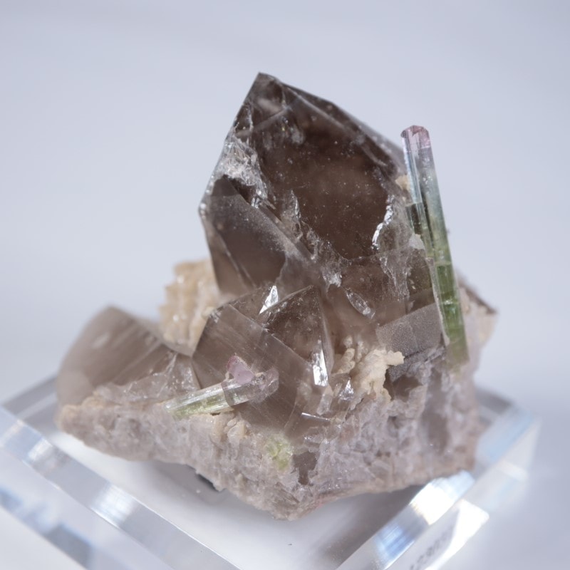 Paprok�����ȥ�ޥ�󡢱�徽