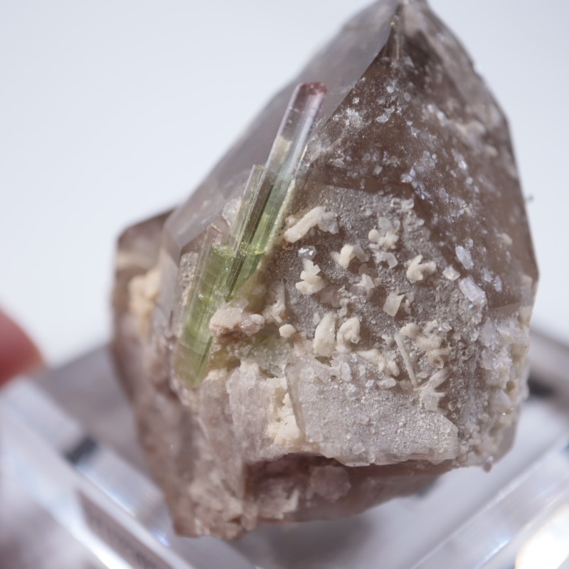 Paprok�����ȥ�ޥ�󡢱�徽