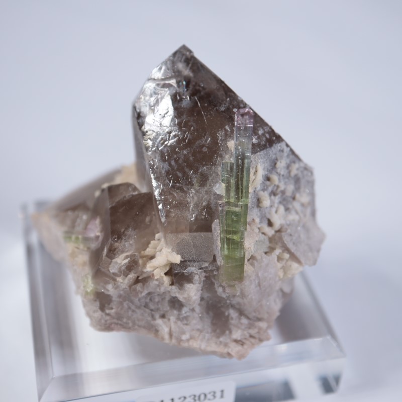 Paprok�����ȥ�ޥ�󡢱�徽