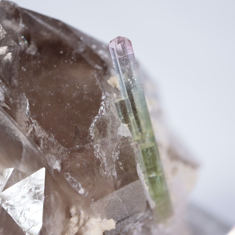 Paprok�����ȥ�ޥ�󡢱�徽