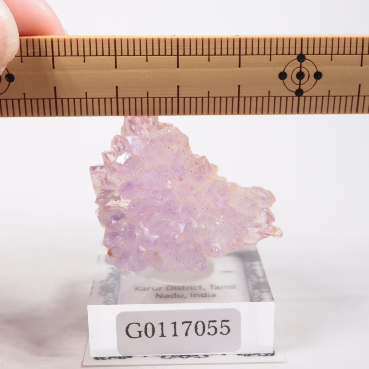 ����ɻ� �ե����᥷����