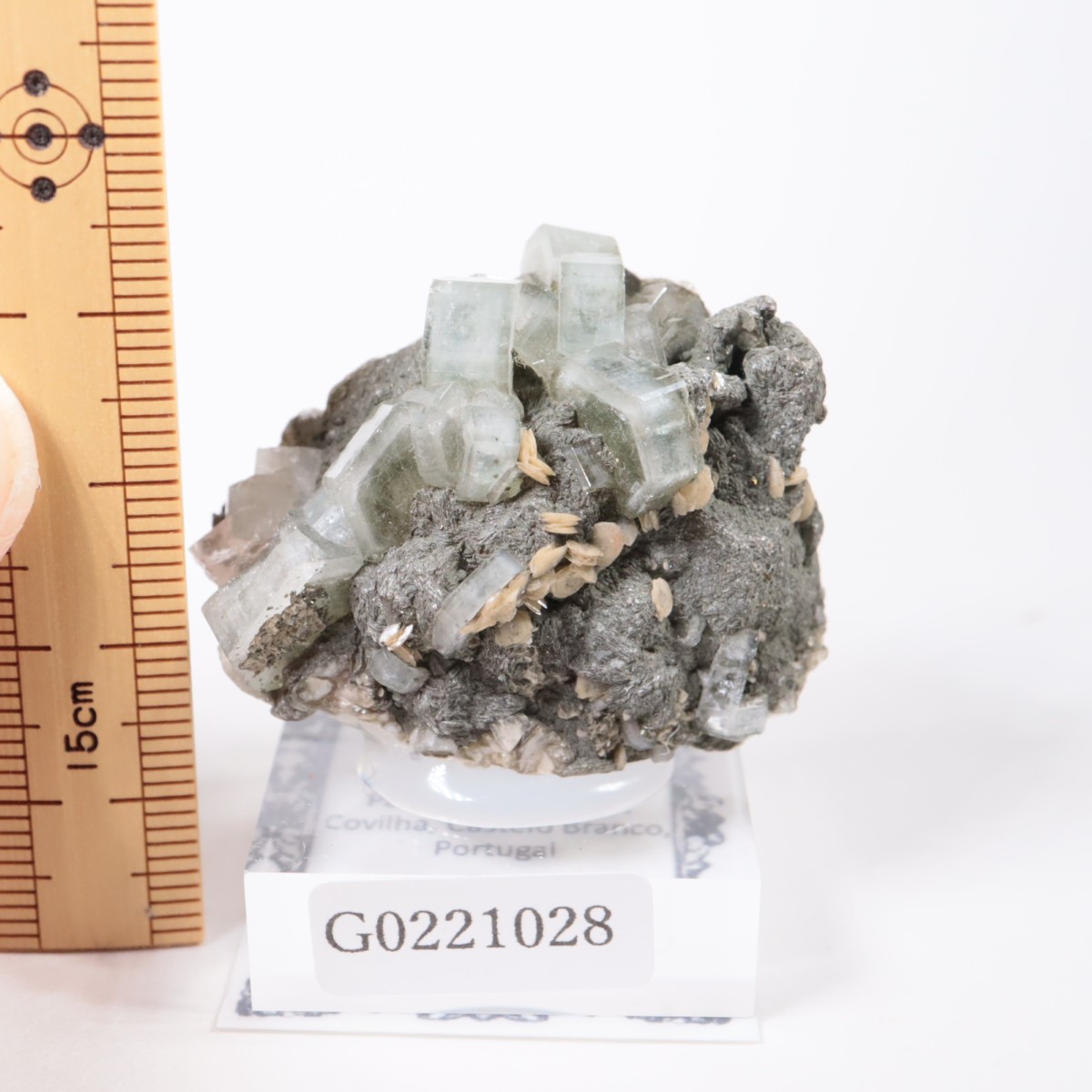 �ѥʥ�������ۻ������ѥ����ȡ�������ɱ���