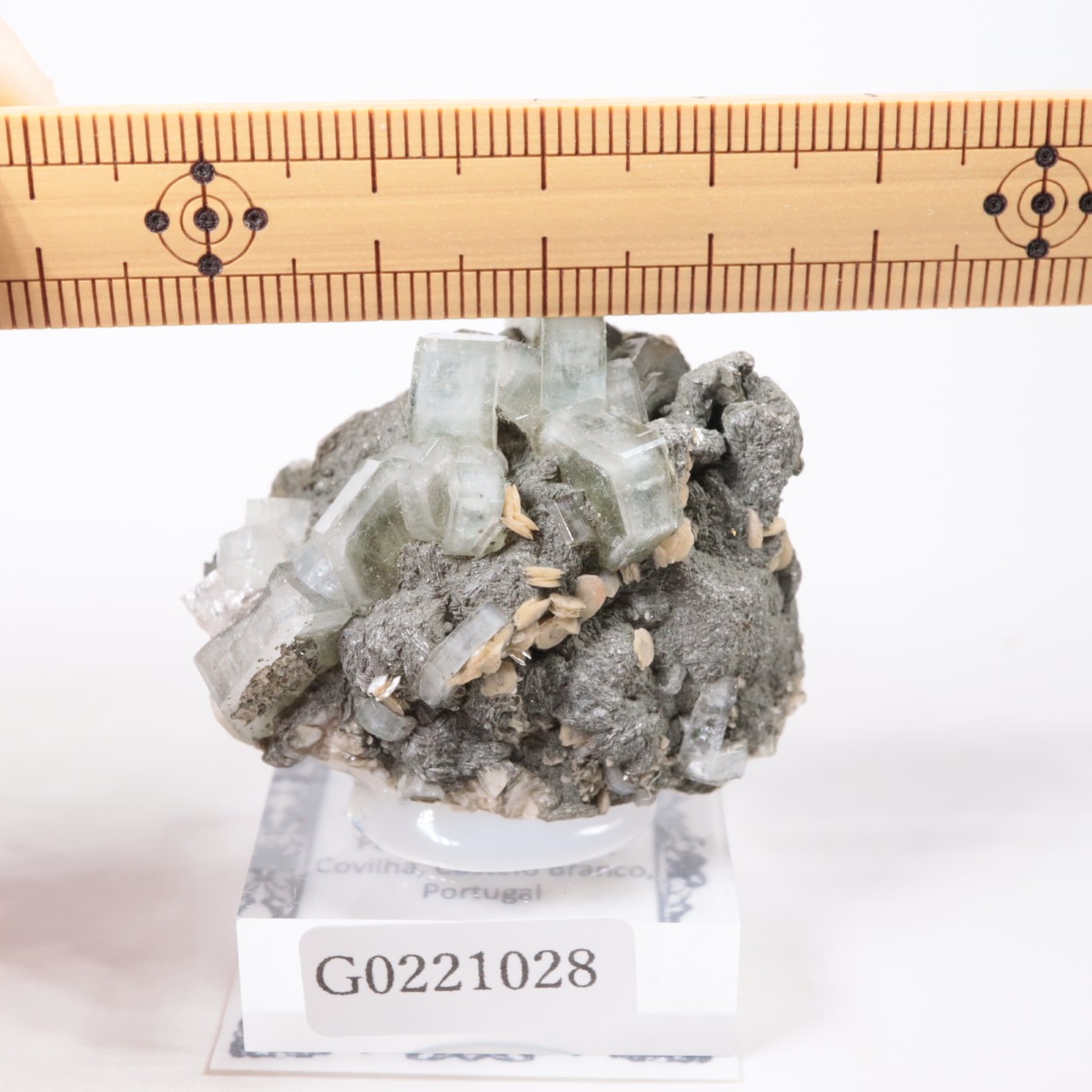 �ѥʥ�������ۻ������ѥ����ȡ�������ɱ���