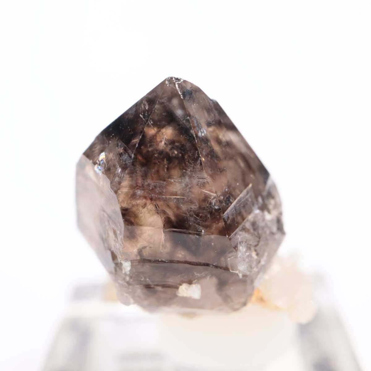 �������ȥ�ꥢ�� ����徽