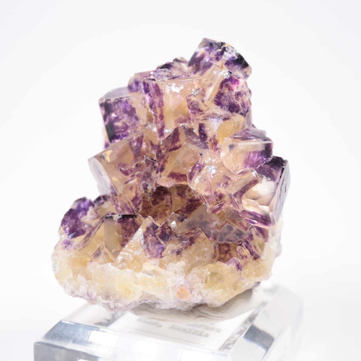 Purple Bunny Pocket�� �ե����饤��