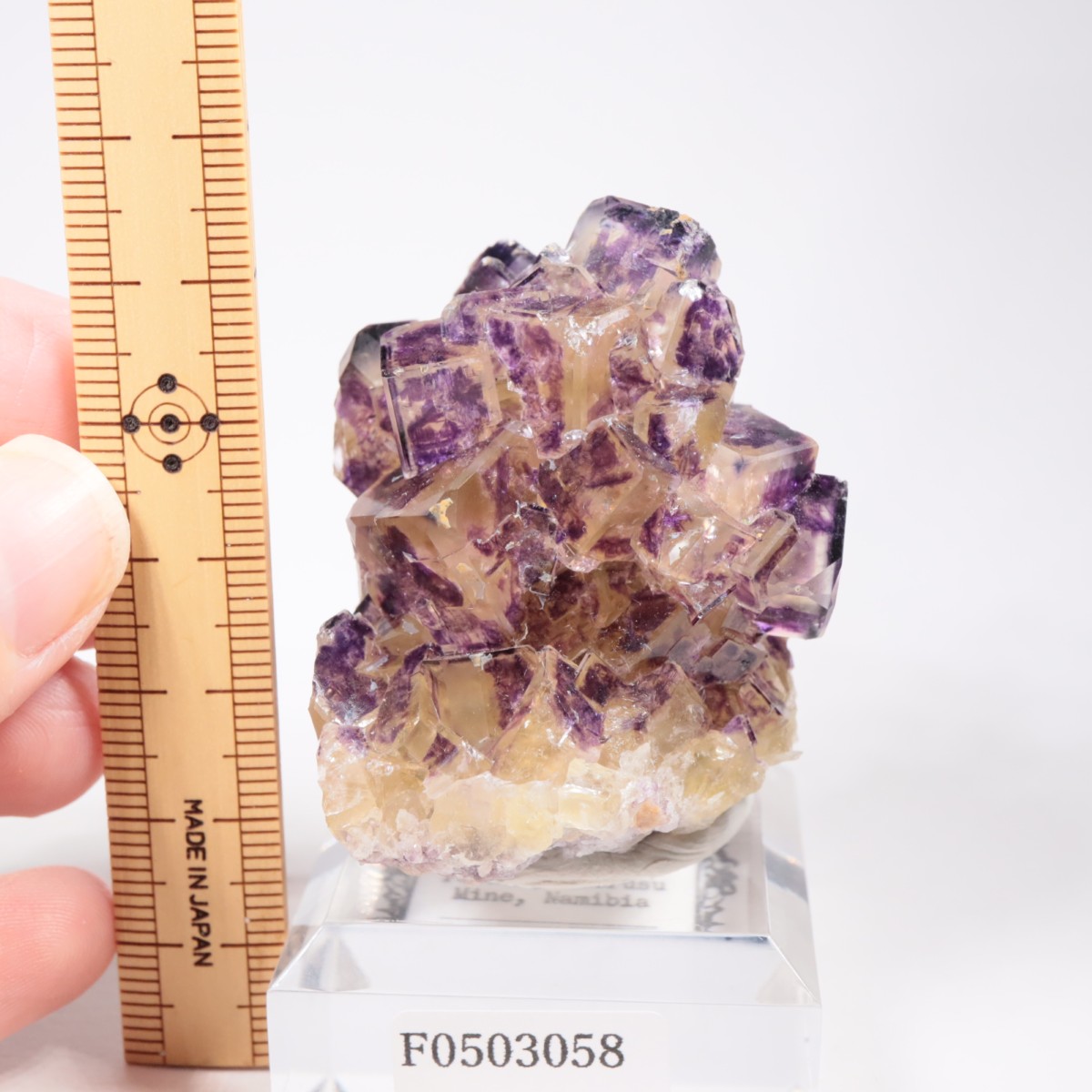 Purple Bunny Pocket�� �ե����饤��