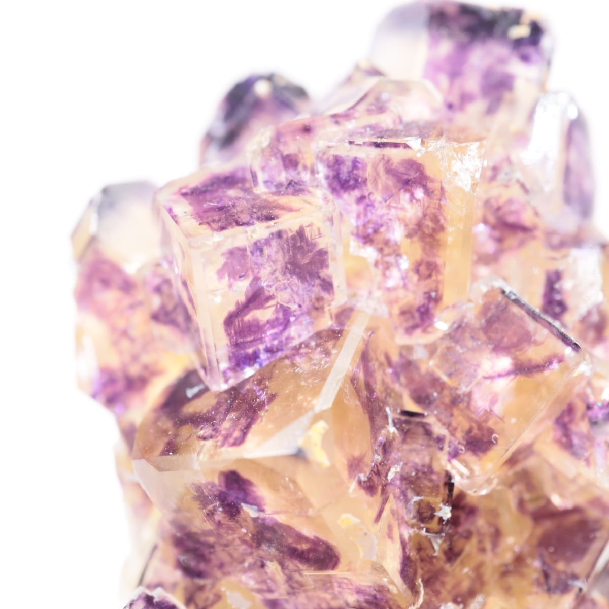 Purple Bunny Pocket�� �ե����饤��