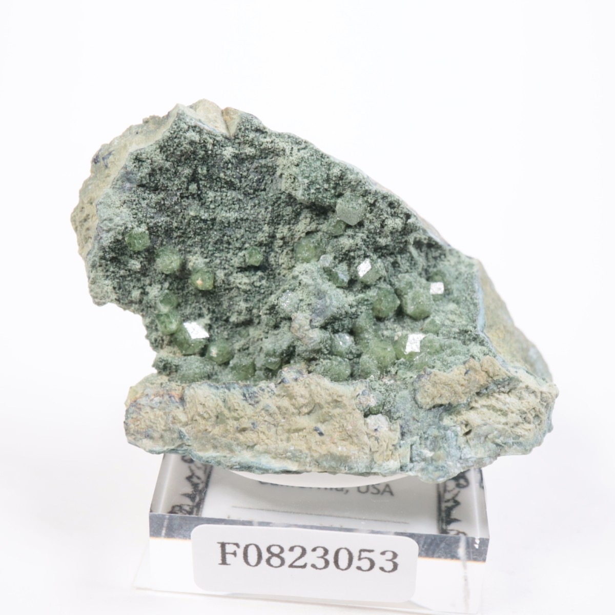 ����ե���˥��� ����ɥ�����ȥ����ͥå�