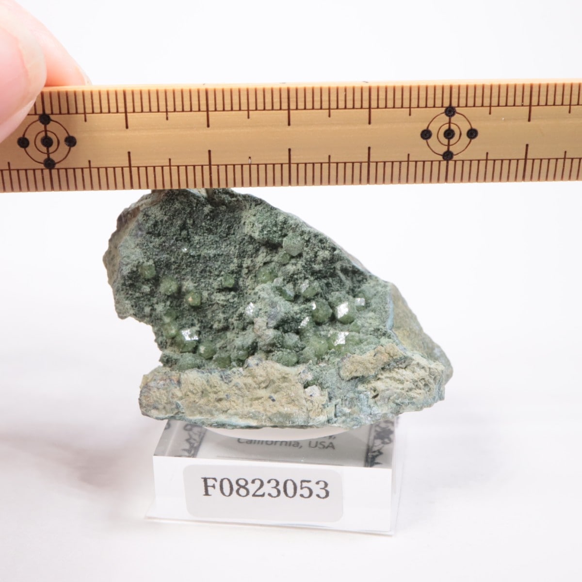 ����ե���˥��� ����ɥ�����ȥ����ͥå�