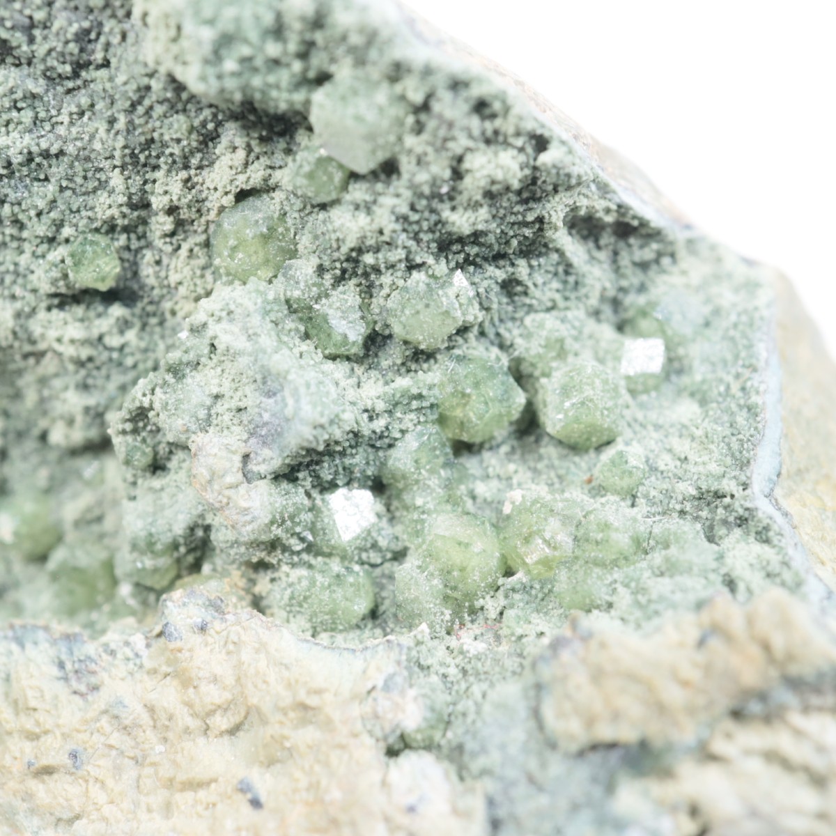 ����ե���˥��� ����ɥ�����ȥ����ͥå�