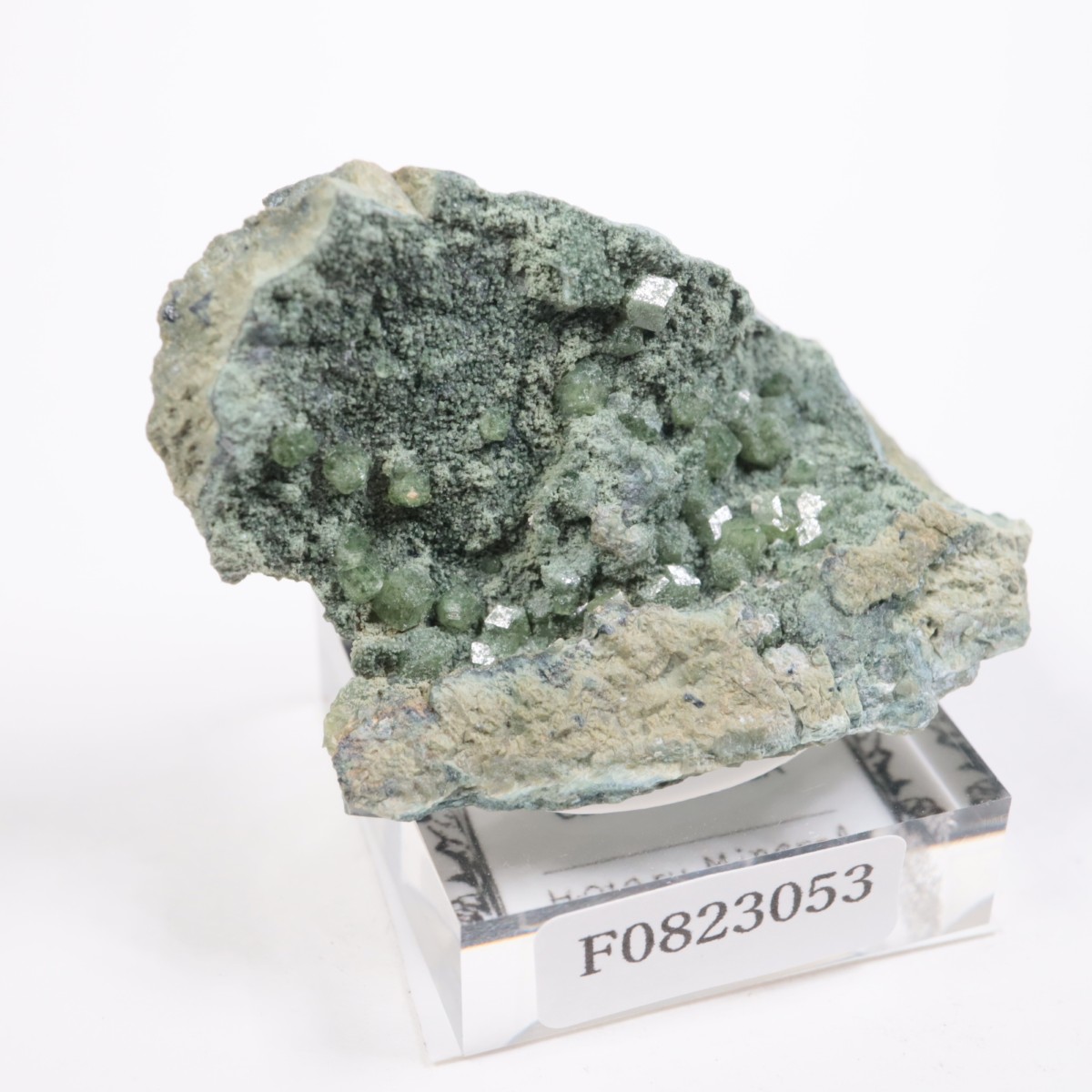 ����ե���˥��� ����ɥ�����ȥ����ͥå�