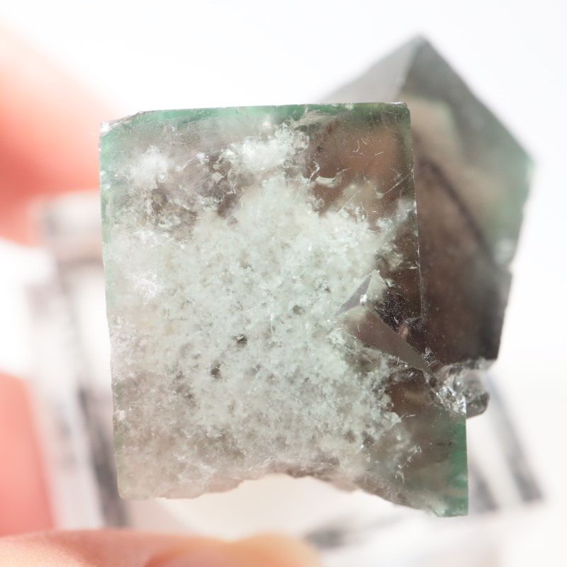 The Hidden Forest�� �ե����饤��