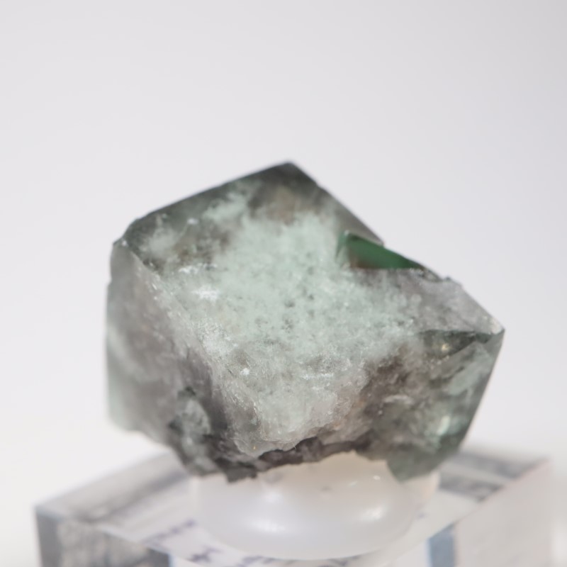 The Hidden Forest�� �ե����饤��