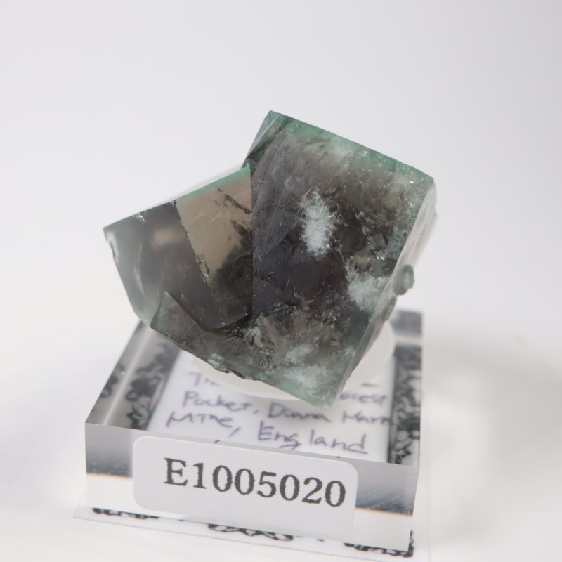 The Hidden Forest�� �ե����饤��