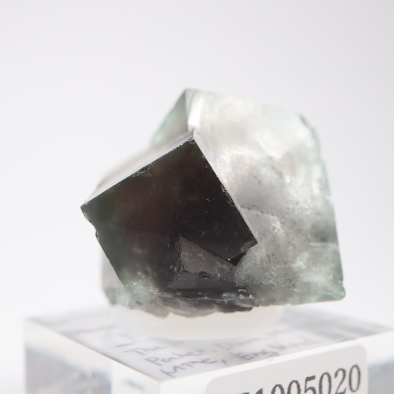 The Hidden Forest�� �ե����饤��