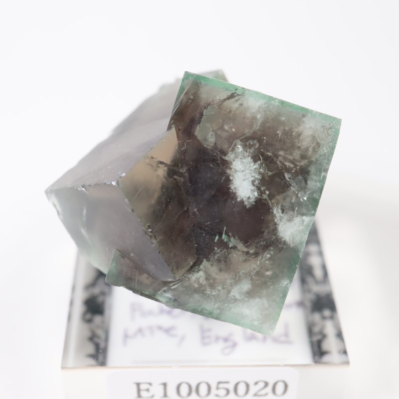 The Hidden Forest�� �ե����饤��