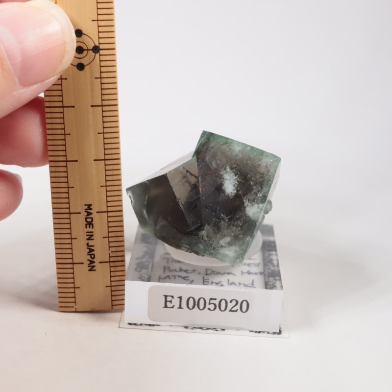 The Hidden Forest�� �ե����饤��