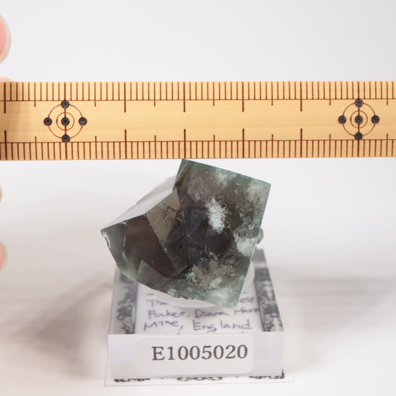 The Hidden Forest�� �ե����饤��