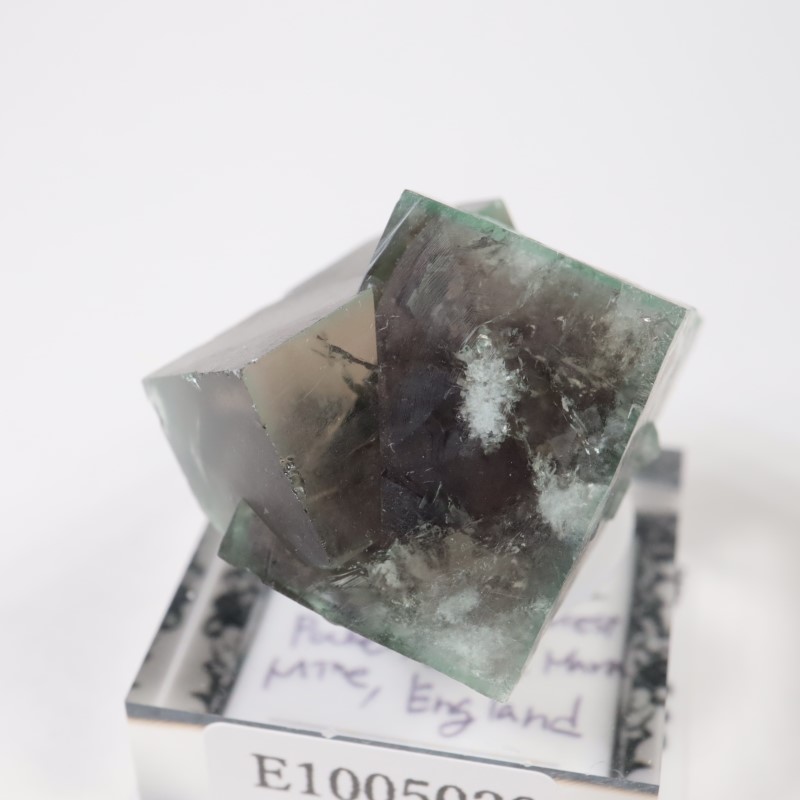 The Hidden Forest�� �ե����饤��