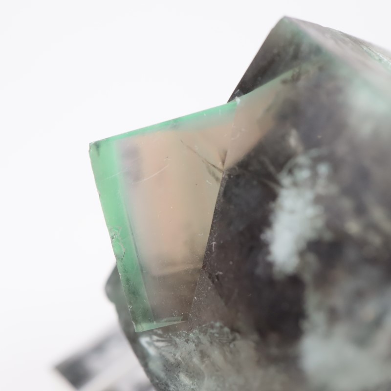 The Hidden Forest�� �ե����饤��