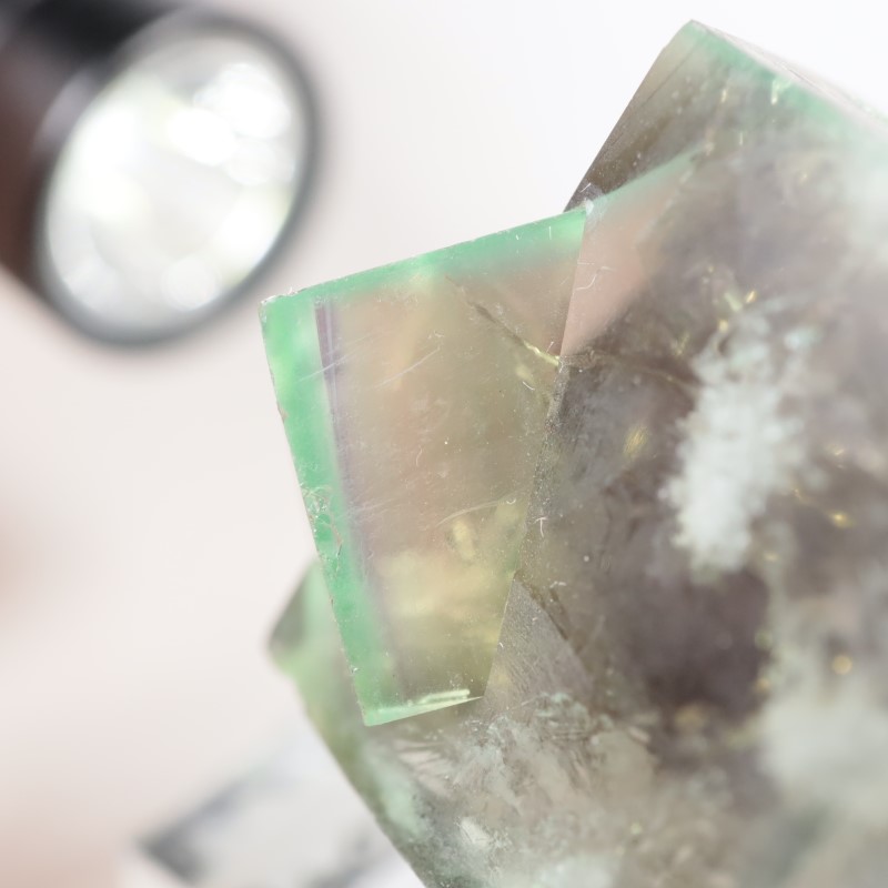 The Hidden Forest�� �ե����饤��