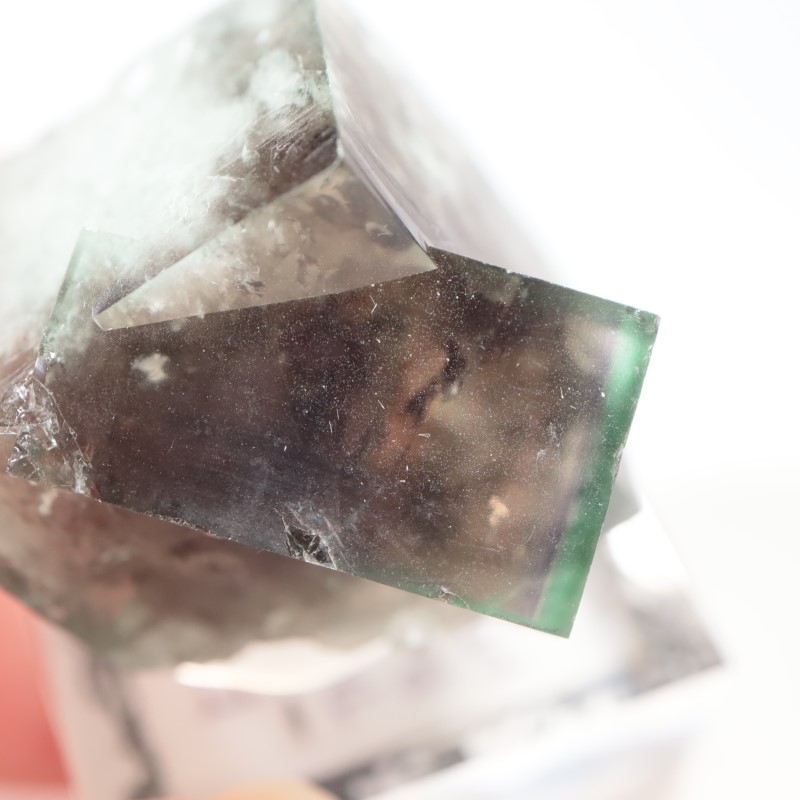 The Hidden Forest�� �ե����饤��