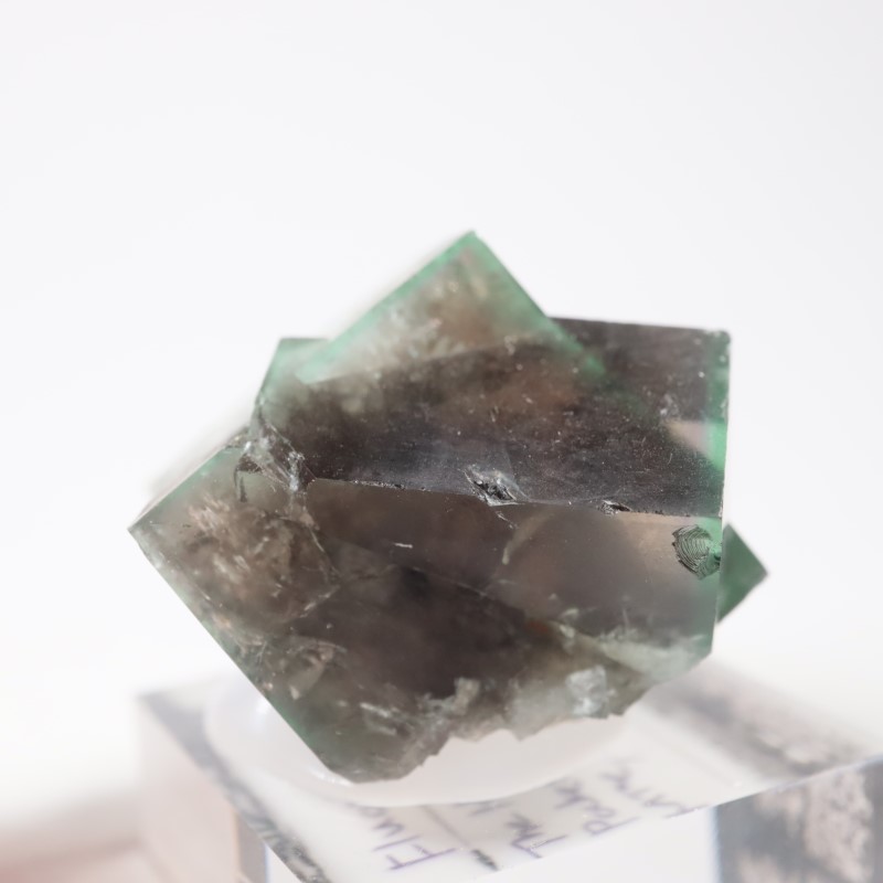 The Hidden Forest�� �ե����饤��