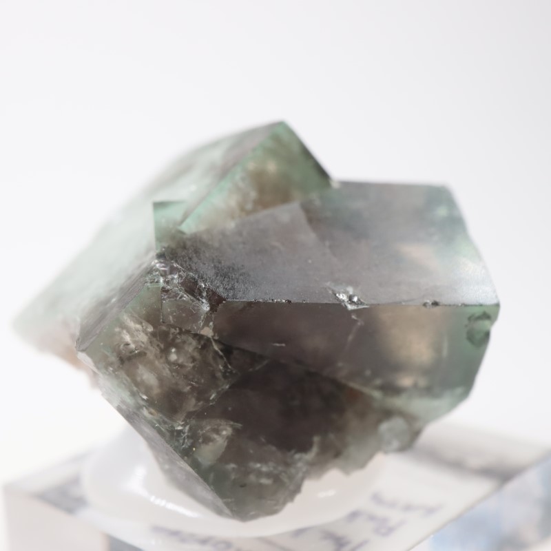 The Hidden Forest�� �ե����饤��