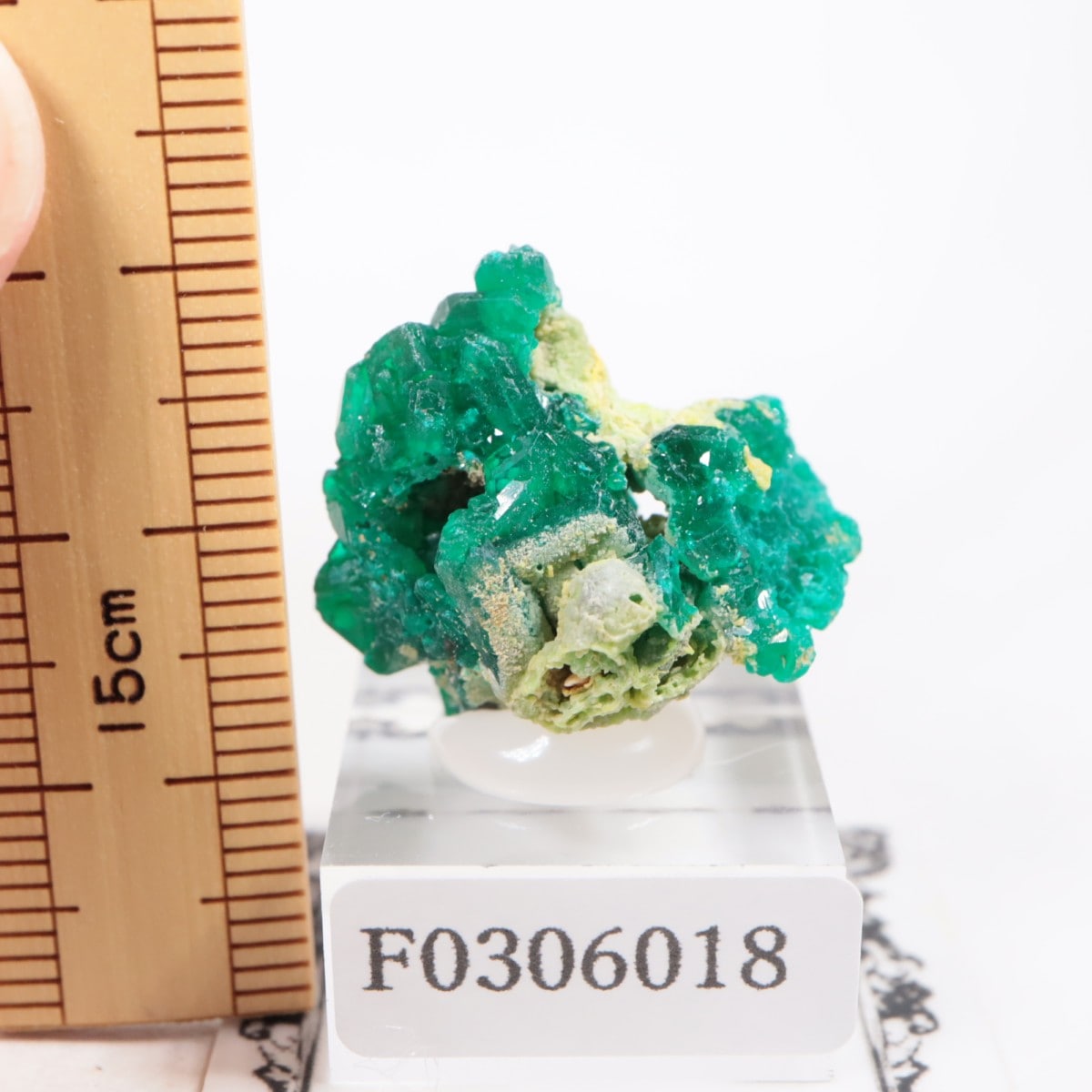 ���󥴻� �������ץơ���