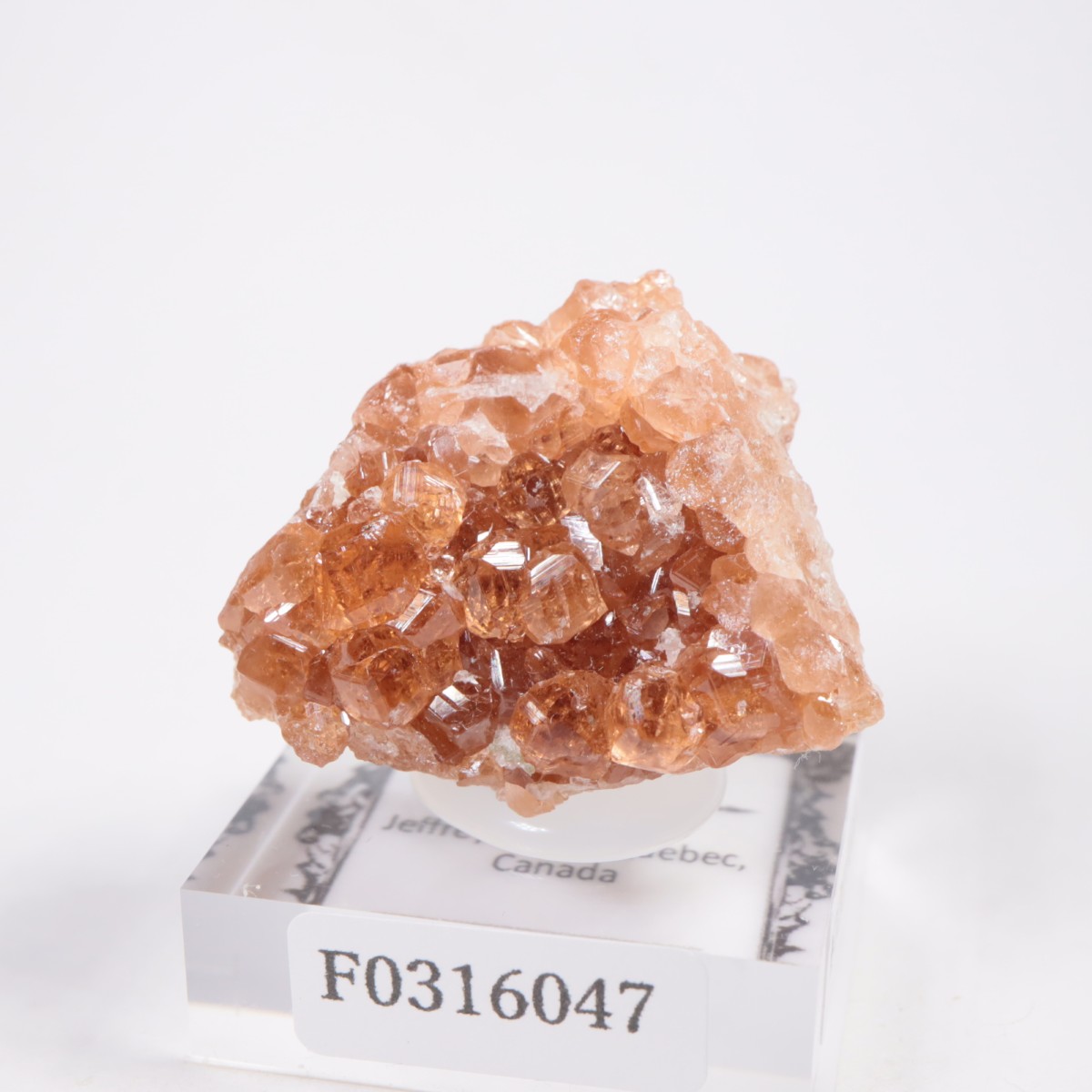 �����ե꡼�ۻ��� ��������顼�����ͥå�