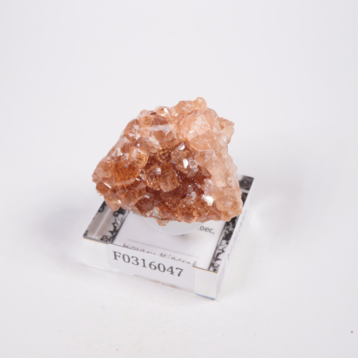 �����ե꡼�ۻ��� ��������顼�����ͥå�