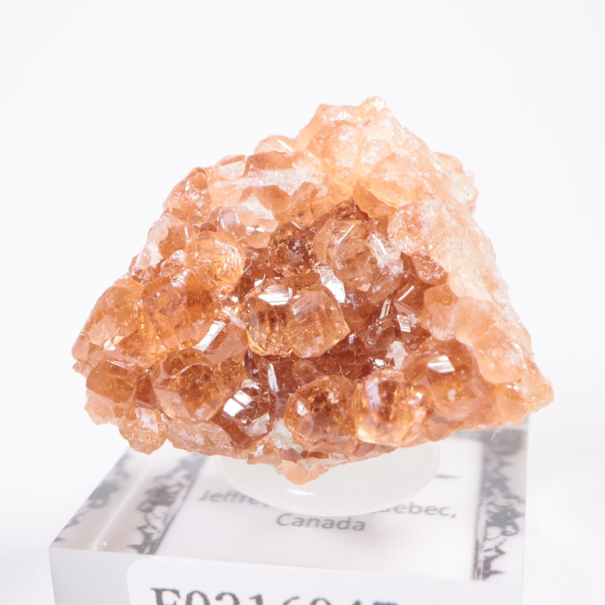 �����ե꡼�ۻ��� ��������顼�����ͥå�