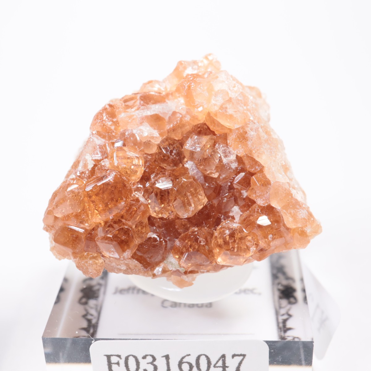 �����ե꡼�ۻ��� ��������顼�����ͥå�