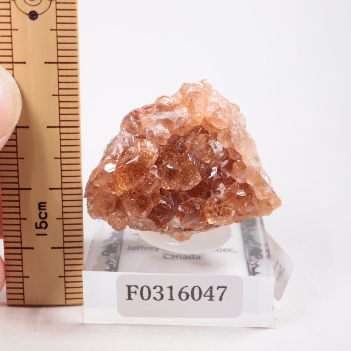 �����ե꡼�ۻ��� ��������顼�����ͥå�