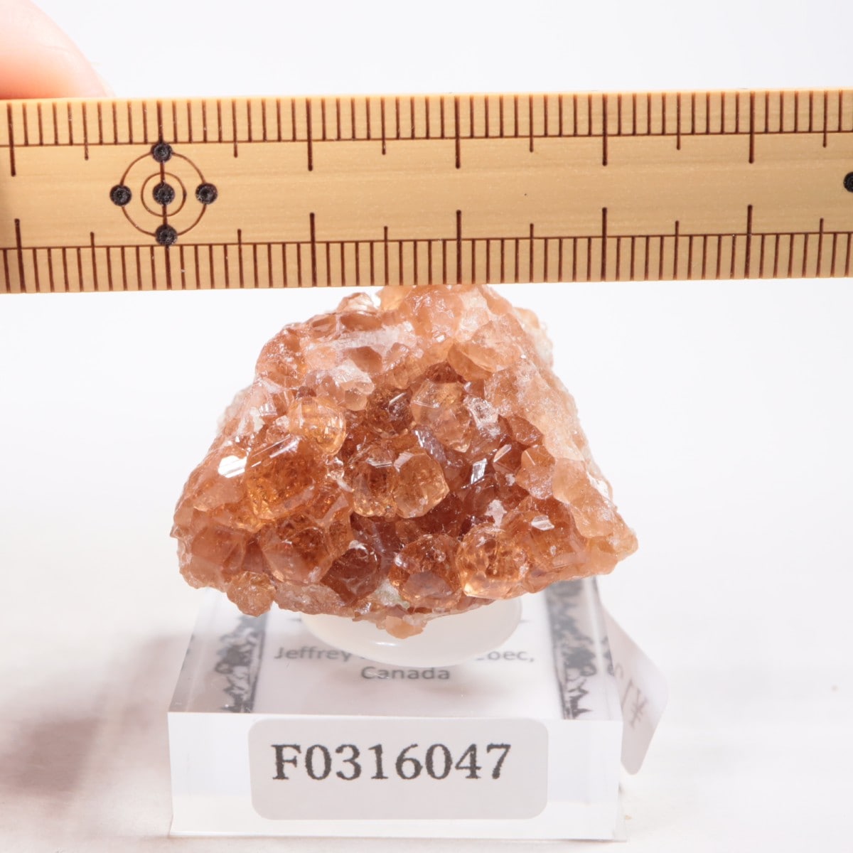 �����ե꡼�ۻ��� ��������顼�����ͥå�