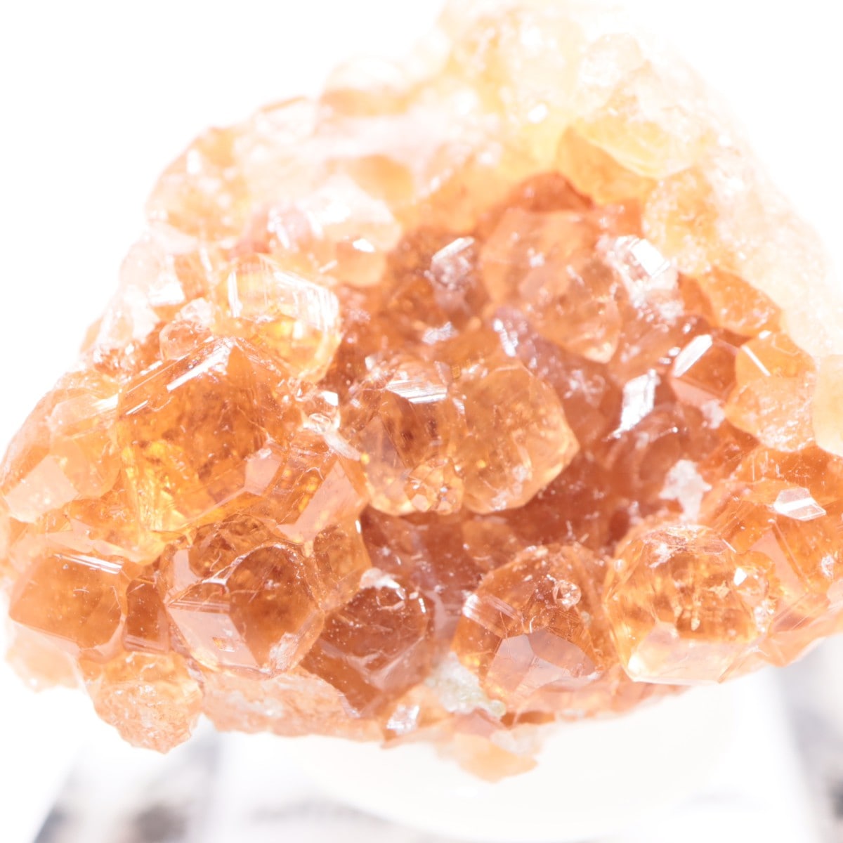 �����ե꡼�ۻ��� ��������顼�����ͥå�