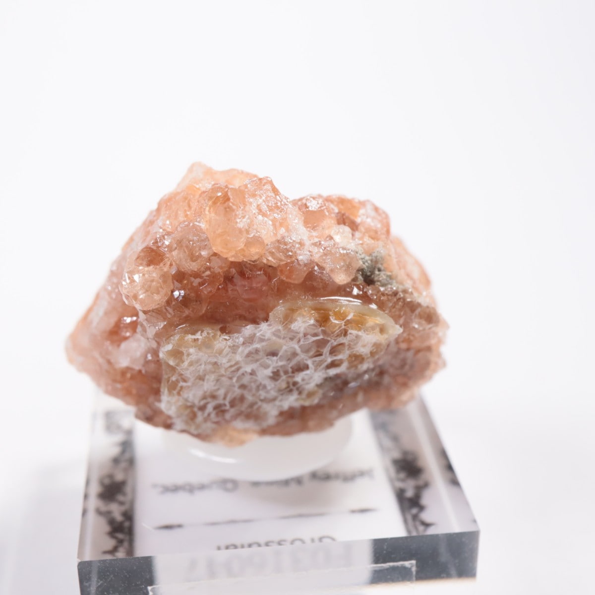 �����ե꡼�ۻ��� ��������顼�����ͥå�