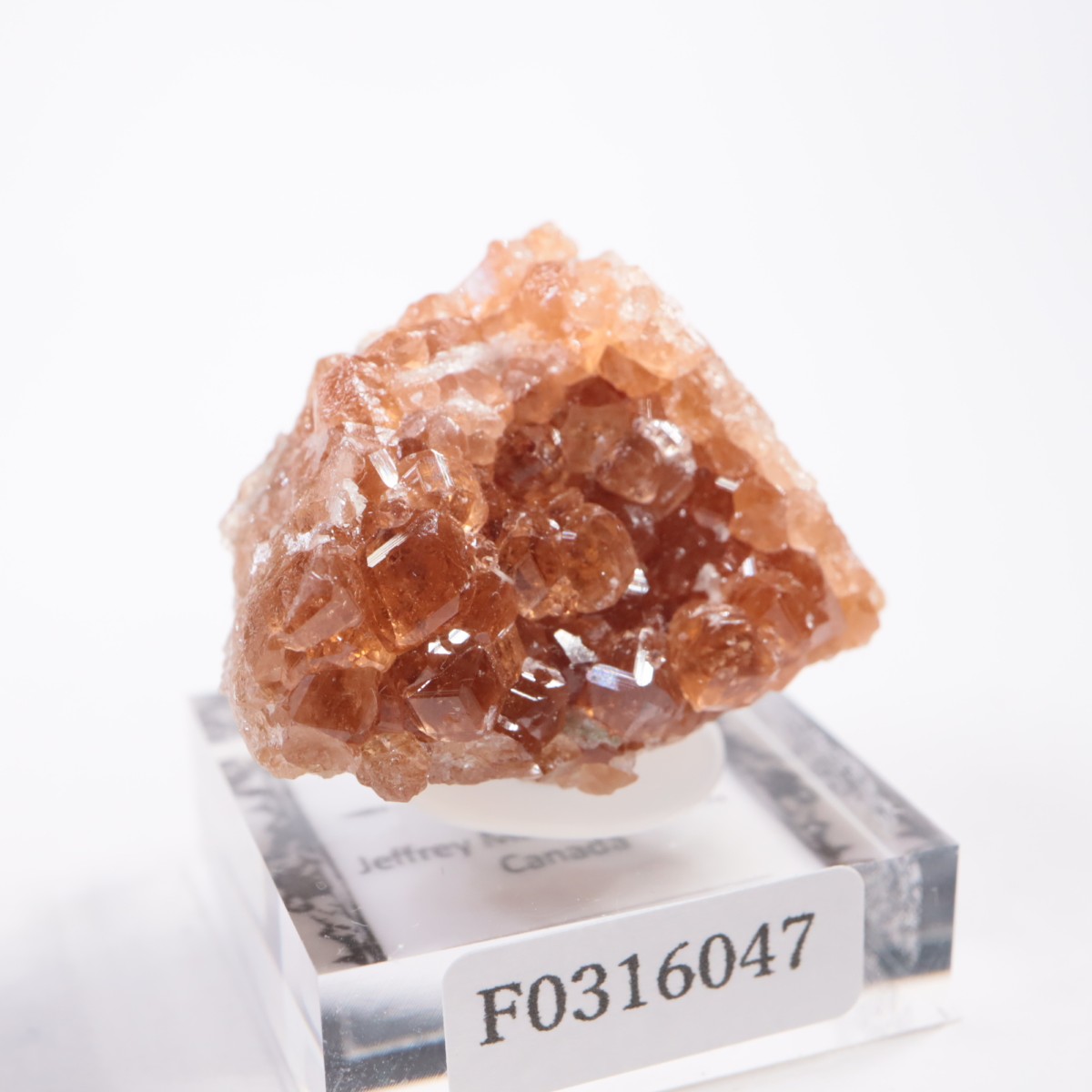 �����ե꡼�ۻ��� ��������顼�����ͥå�