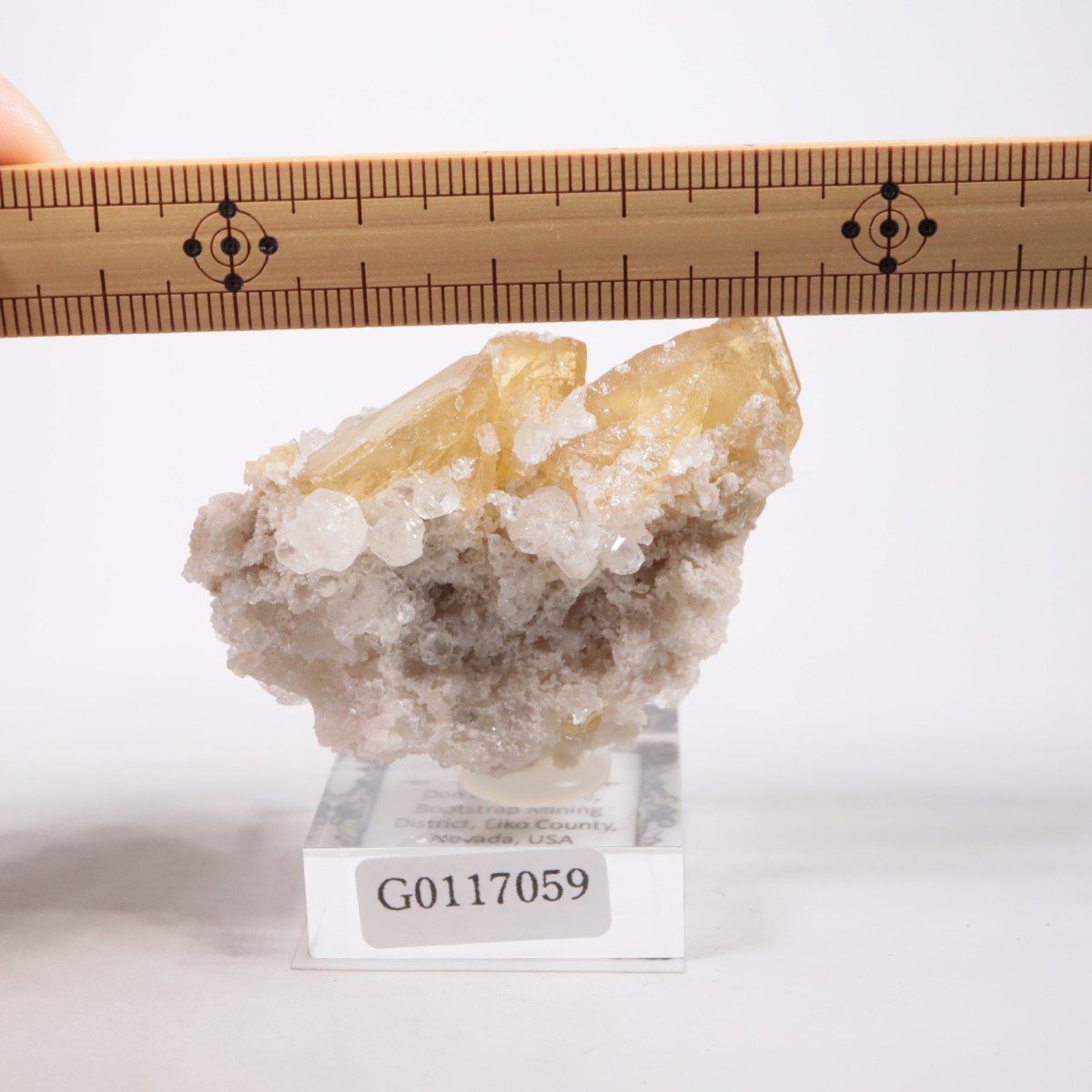 �ͥХ����� �Х饤��