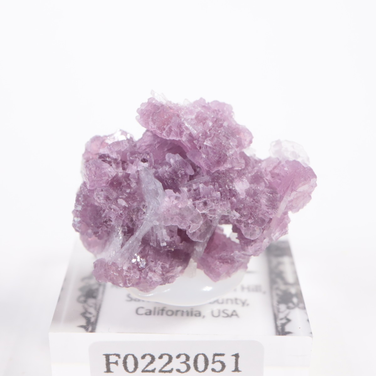 ����ե���˥���������ԥɥ饤�ȡ����꡼�֥�������