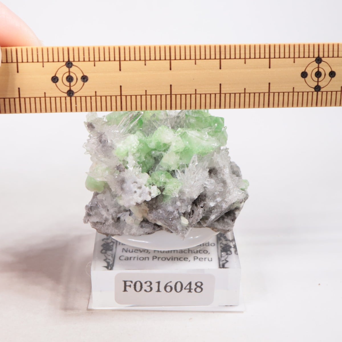 �ڥ롼�� �������饤�ȡ���������