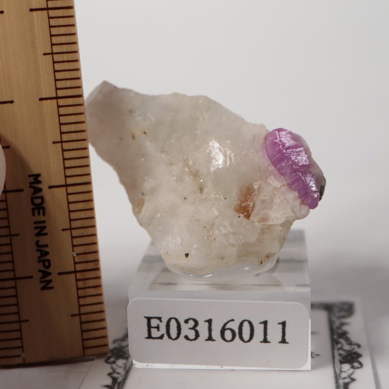 �ѥ������󻺡���ӡ�