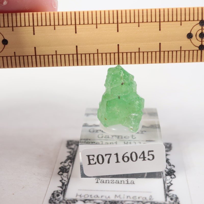 ���󥶥˥��� ��������顼�����ͥå�