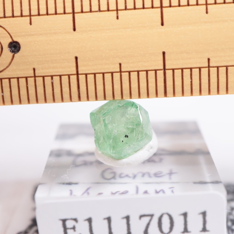 ����˥ҥ륺�� ��������顼�����ͥå�