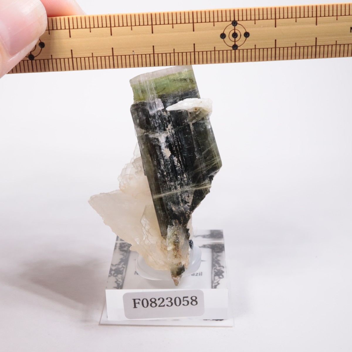 �֥饸�뻺 �ȥ�ޥ��