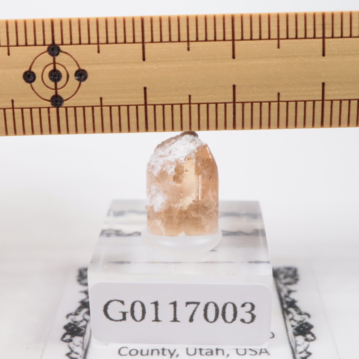 �����顼������ɹۻ� �ȥѡ���